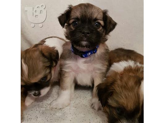 PoulaTo: Longhaired Chihuahuas Για Πώληση CKC Papered